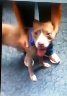 Garfieldmiaows's tweet image. #SaveDIAMON #cute 3YR #Dog 2Die 9/9 #NYCACC #Adopt online #Foster sweet calm/Staff #Love Her
facebook.com/Urgentdeathrow…