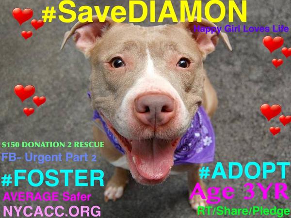 Garfieldmiaows's tweet image. #SaveDIAMON #cute 3YR #Dog 2Die 9/9 #NYCACC #Adopt online #Foster sweet calm/Staff #Love Her
facebook.com/Urgentdeathrow…