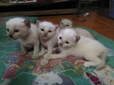 เว็บสัตว์เลี้ยง on X: เว็บสัตว์เลี้ยง On X:
