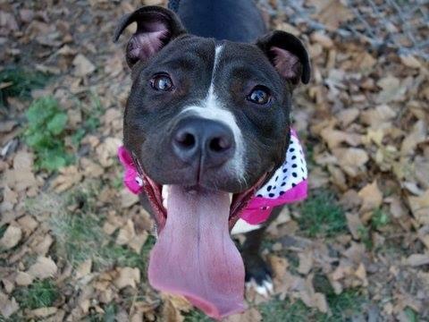 TheRealToriNYC's tweet image. #SaveNEO #cute 1YR #Puppy 2Die 9/9 #NYCACC #Adopt online #Foster Sweet Friendly 2 ppl &amp;amp; #Dogs
facebook.com/Urgentdeathrow…