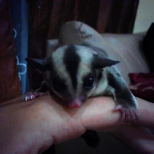 #whatthehellhappenedlastnight..my baby glider mintak belaian manja dr kamek..#lurveYou