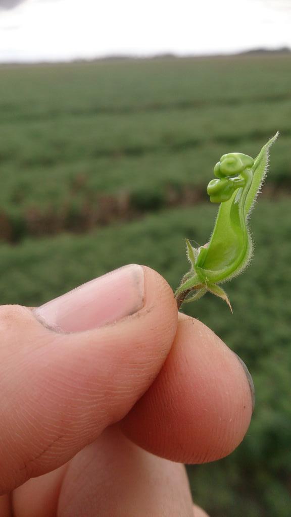 Two developing #chickpea seeds in a pod. Appear to have got through the frosts! #astonishing #agchatoz #from1grain