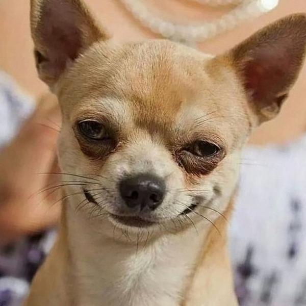 Smirk Dog (SmirkDog) Twitter