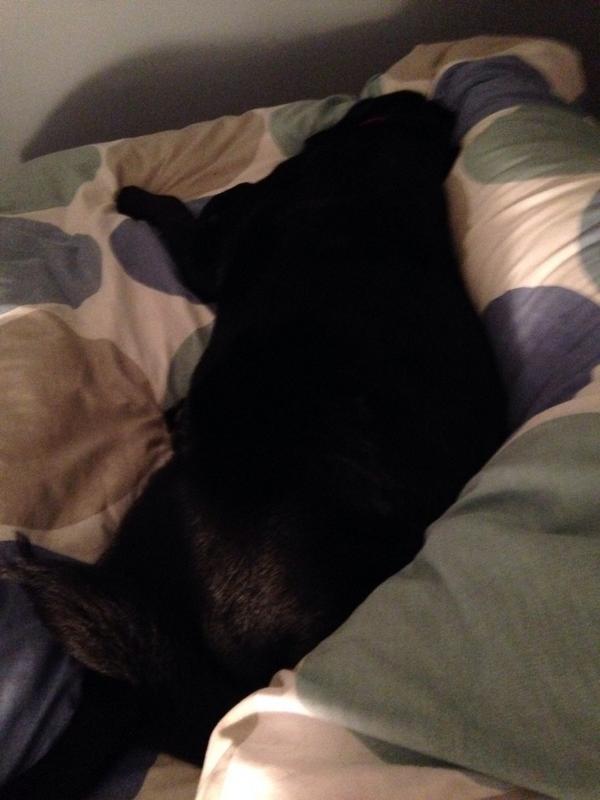 SianiJ_'s tweet photo. Wide awake while this bed hogger snores away. #singlebedproblems http://t.co/pnoJzLwpw9