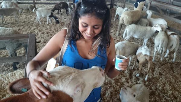 ChefKyleSchutte's tweet image. Gotta love feeding #animals with @lannisaur @lacountyfair #SillyGoat