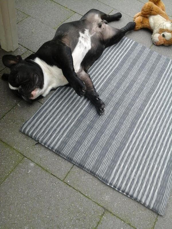 frenchiebilly's tweet image. Enjoying a sunny day