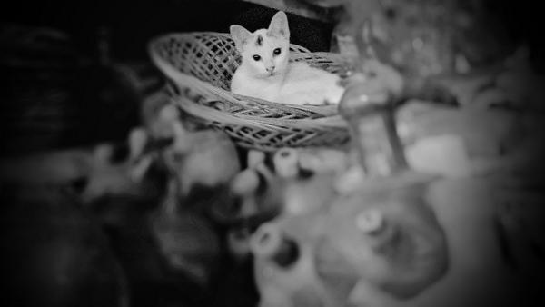 sur_dchuvalier's tweet image. Puss on Jugs =0.o= #WPCpc #WPCBnW (Lumia 820 with Nokia Camera, Nokia Creative Studio, Black)