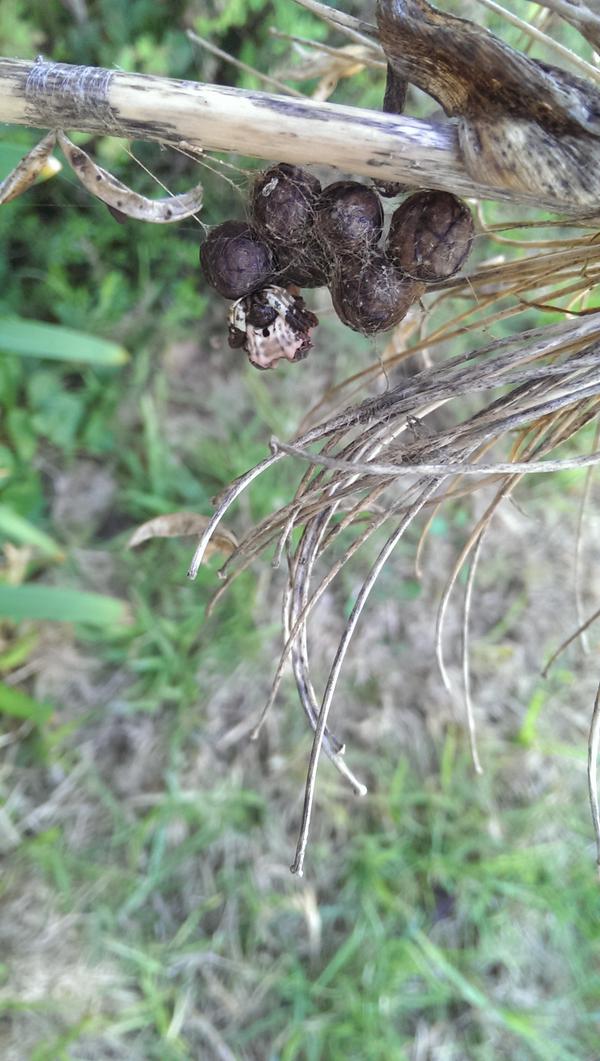 FOKCreek's tweet photo. Bird dropping spider with 7 egg sacs! #sunshine #melbswest #brimbank #Spring Lives! http://t.co/eT6JREVkHV