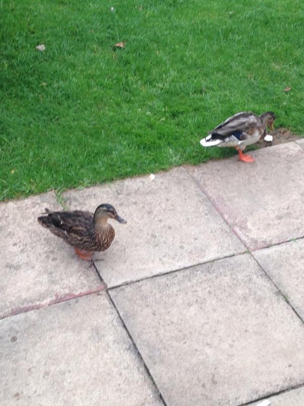 Feeding the ducks outside our caravan this morning!