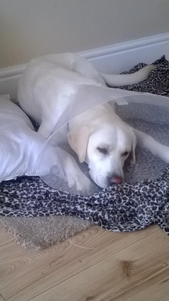 My beautiful girl had an op yesterday, bless her :(