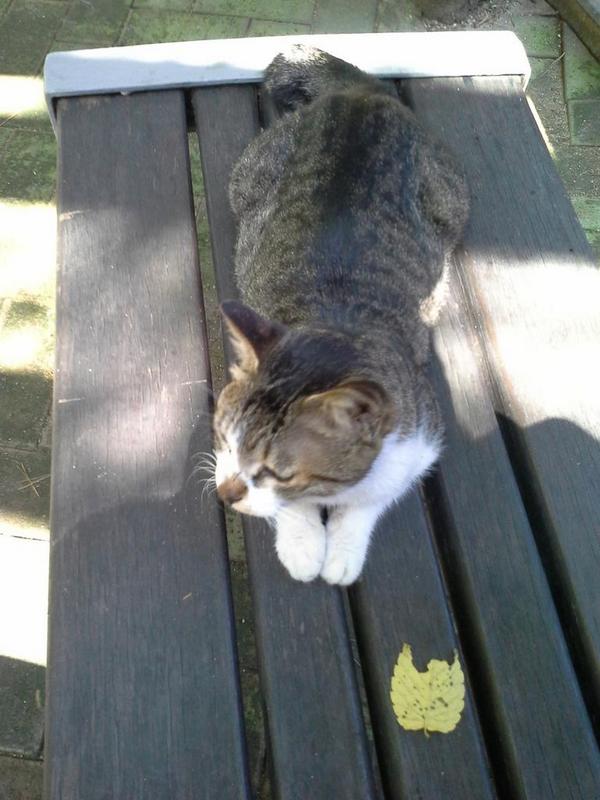 ma6bong's tweet image. 울동네 꼬맹이의 충격적인 진실. 길 출신이 아니라 집나온 집냥이. 주인이 얘가 집나온 이후에 같은 단지에 사는 줄 알면서도 방치하고 있다고. 다른 학생 캣맘과 벤치에서 한참 이런저런 얘기를 하다가 들은 사실.