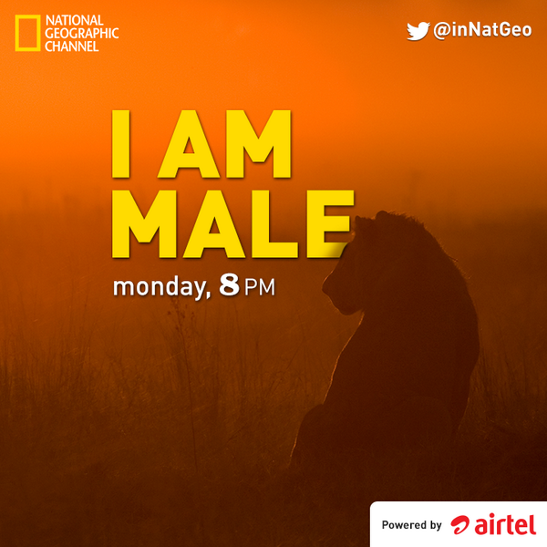 NatGeoIndia's tweet photo. Male lions that enter into adulthood must win hard battles to be King on #IAmMale. Monday, 8PM. http://t.co/jBhhGwwcbT