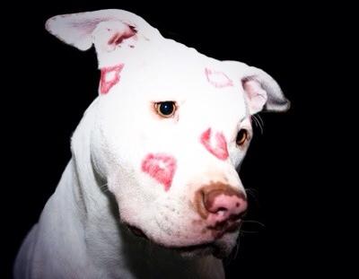 Emily__Miau's tweet photo. Estas deberían ser las únicas marcas que tengan los perros: http://t.co/C5opkHtgH8