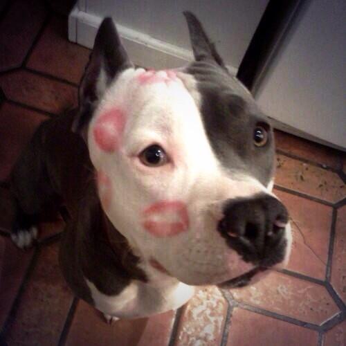Emily__Miau's tweet photo. Estas deberían ser las únicas marcas que tengan los perros: http://t.co/C5opkHtgH8
