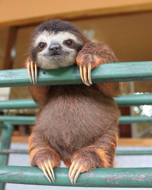sloth wolverine