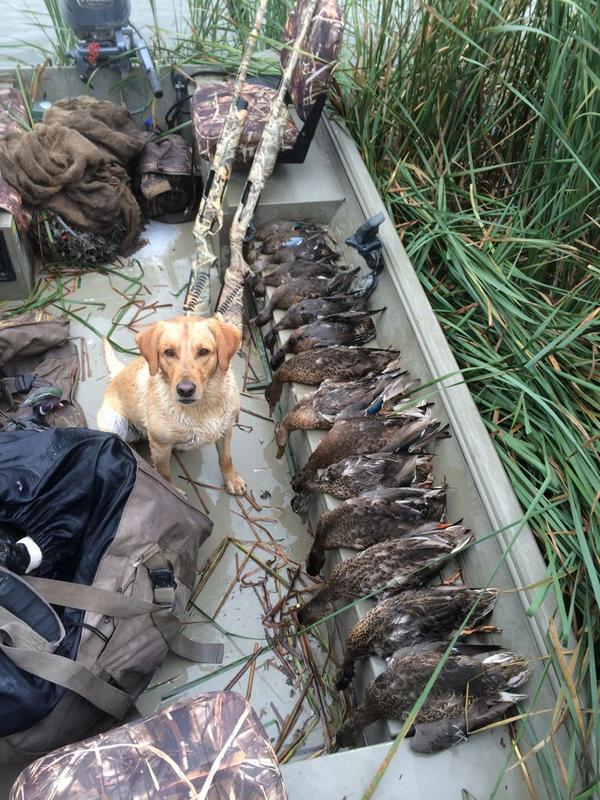 WildWingOutdrs's tweet photo. Champ with a 2 man limit of ducks in the waterfowler this morning! http://t.co/m6zYebQQ1u