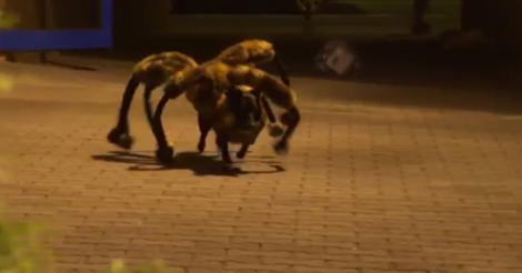 informativost5's tweet photo. EN VÍDEO: El 'perro-araña': La broma que siembra el miedo en las redes sociales http://t.co/uvSonQANl6 http://t.co/O9vSlKwpjd