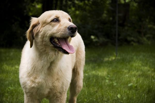PJLaroo's tweet photo. Best dog ever! #RIP mon chien. http://t.co/COPjtIbiz1