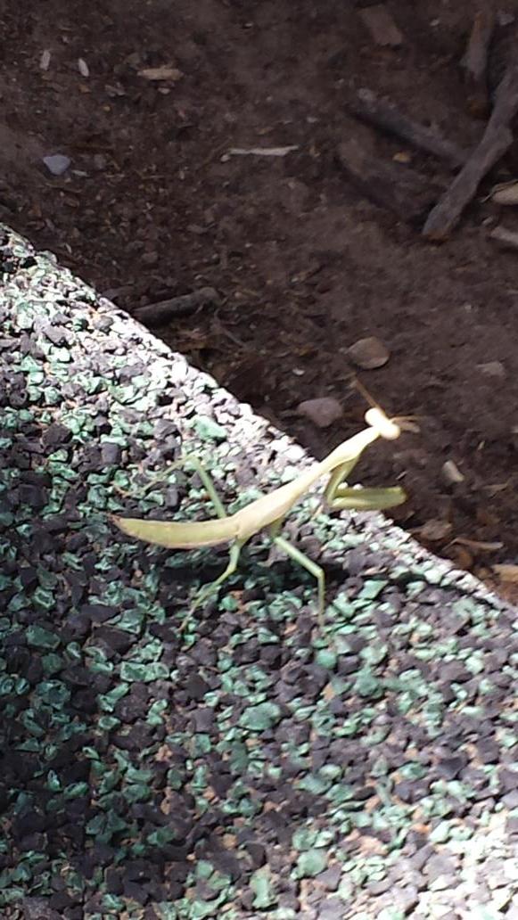 MsZeppa's tweet photo. Look what we found on the playground on Friday!! Science is everywhere! :) #prayingmantis http://t.co/f2XdCMYS0q