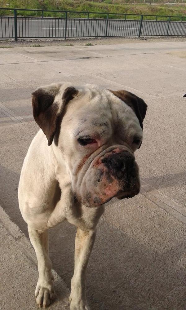 alecitha80's tweet photo. Perrito boxer callejero. En el colegio oliodoro matte ossa de san bernardo. Esta enfermito y necesita un hogar. http://t.co/AfDZ4yLOrd