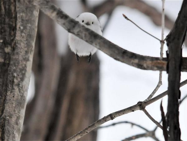 シマエナガbot (@simaenaga_bot) on Twitter photo 