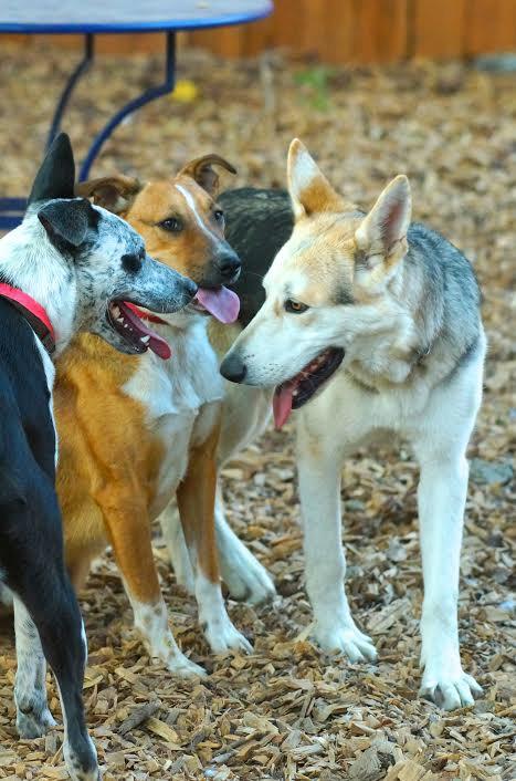 Enjoy your friends this weekend! Consider adding a furry friend to the mix at Milo! #Milo20/200