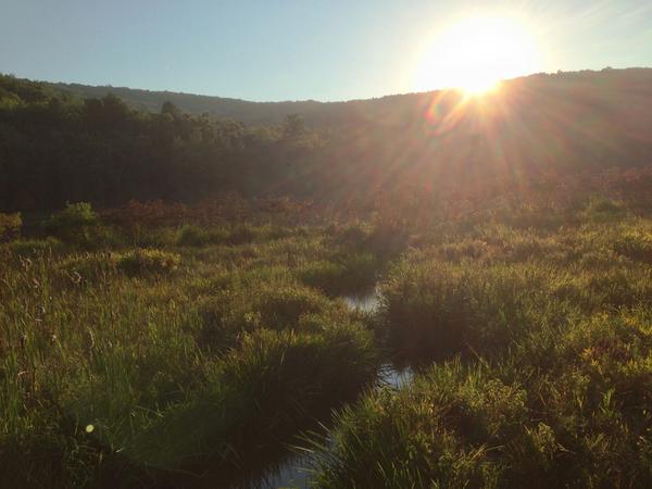 UnidanBiology's tweet photo. Wetland sunset. #sunwet http://t.co/BcSlWPGb8U