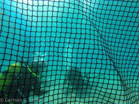 ieo_baleares's tweet photo. .@MedJelly instala 30 redes antimedusas en el Mediterráneo http://t.co/Jt6Ey64eVc w/ @jellyrisk @ICMCSIC http://t.co/h3wXdjBM0o