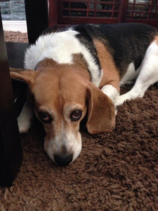 BeagleProbs tweet picture