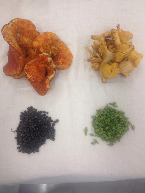ChefThom_carey's tweet photo. Bring in the love of NS produce @pictoulodge lobster mushroom,chanterelle, sea rocket and fresh juniper berry http://t.co/COs84689Ri