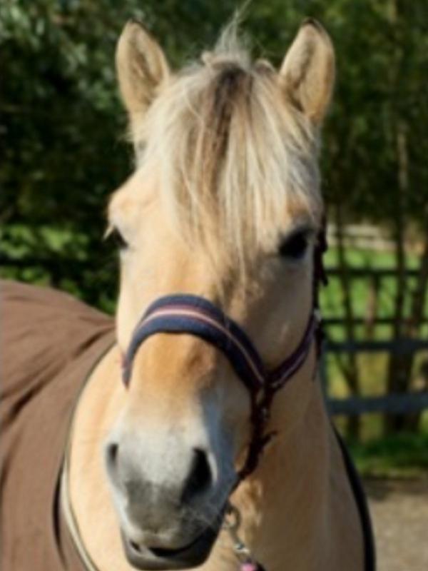 silketwix's tweet photo. Jayy!!! Per oktober Elvira leasen <3 http://t.co/TkMpTOf1Q1