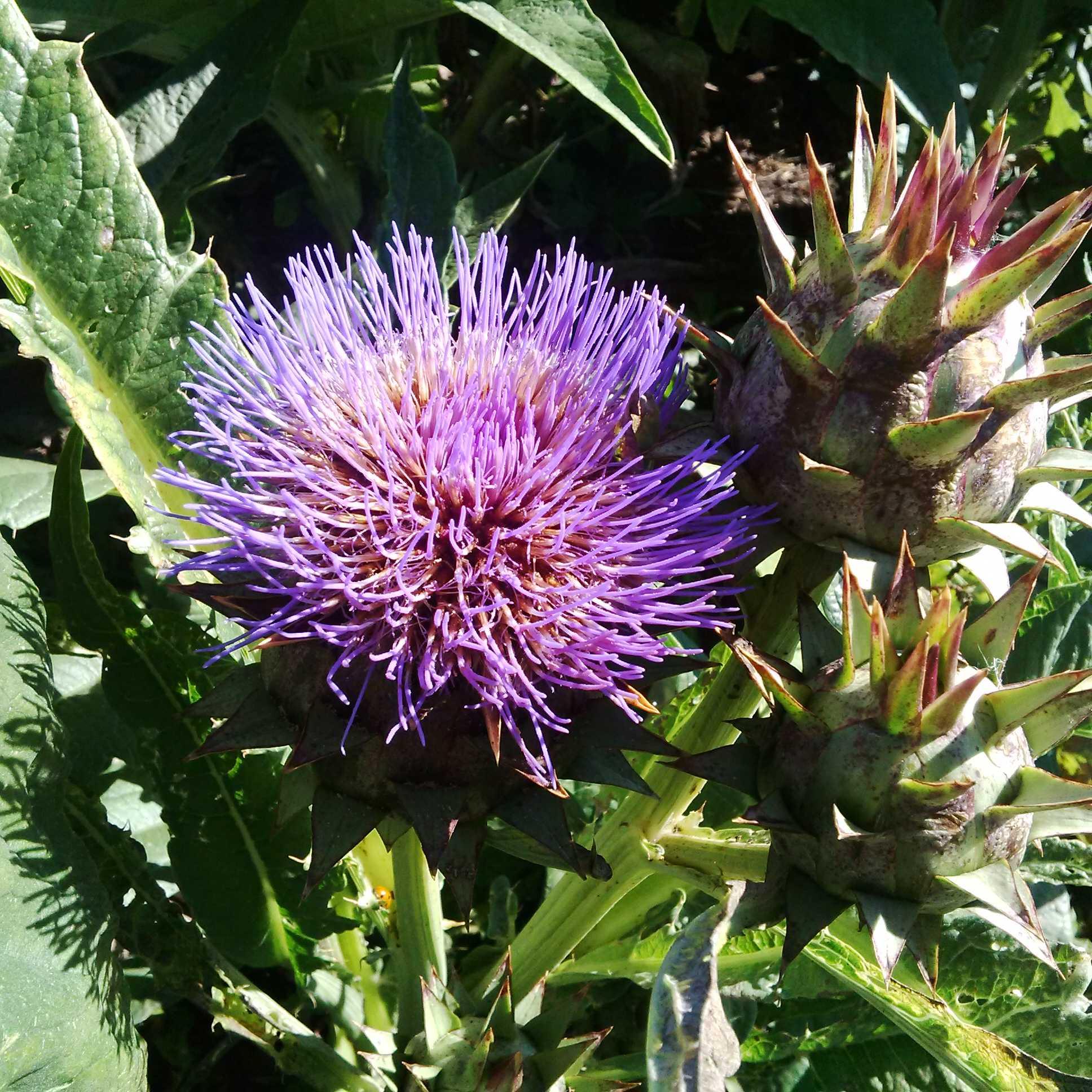 cardoon bloom