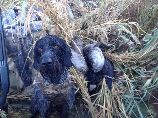 czarofbar's tweet photo. @sportingdogtv wet dogs are happy dogs! http://t.co/TQphuuBf6H