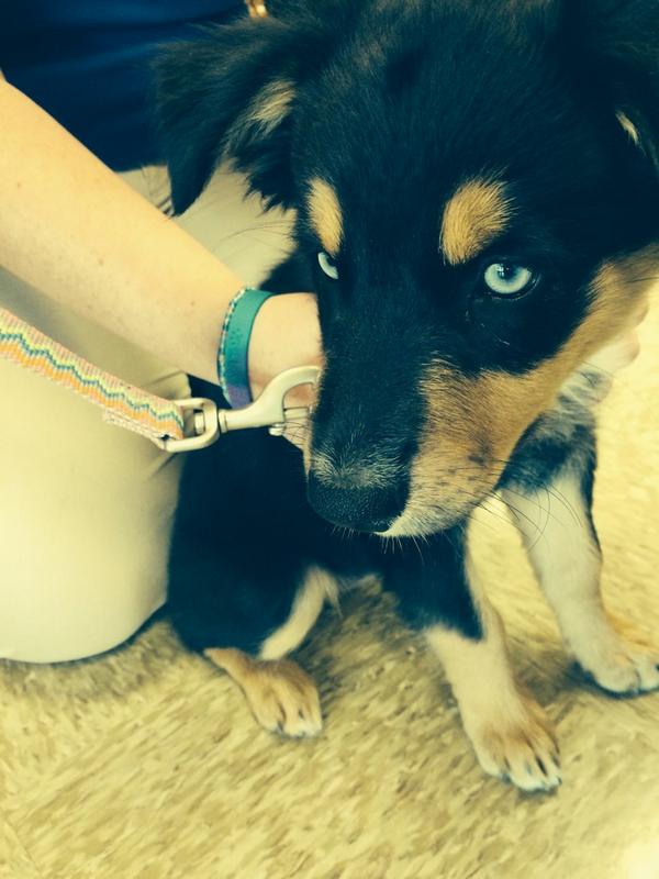 samanthaaa_nXO's tweet photo. So many puppies! #Store2522 http://t.co/eJR7ssFdEJ
