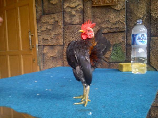 pasirbentang's tweet photo. http://t.co/ZXvN2TQcho