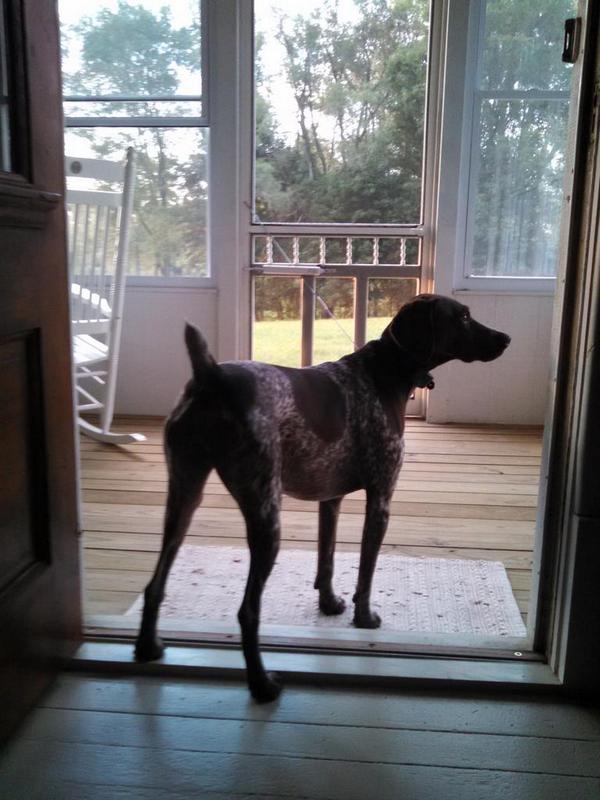 Outdouridas's tweet photo. Lookin for birds #lovemybirddog #pheasantseasonyet @sportingdogtv http://t.co/S9z5cwNNoi