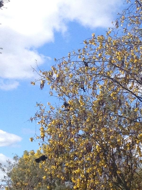 Kids outside singing their Manu waiata from kura to the 18 Tui in the neighbours tree #KuraKids 🌀😎