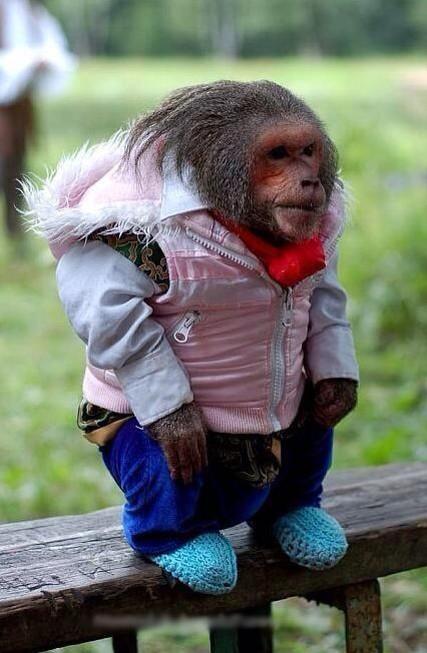 FilthyMonkeys's tweet photo. Dress in your Sunday best! The regular season ends tonight at 7PM AEST vs. Fly Falcons. #FMNation http://t.co/Z7sqf53kpQ