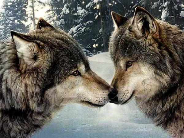 PixShures's tweet photo. Friendship and love are allowed to flourish outside of the human animal. #Love #bffsforever http://t.co/y3FyiLz3QM