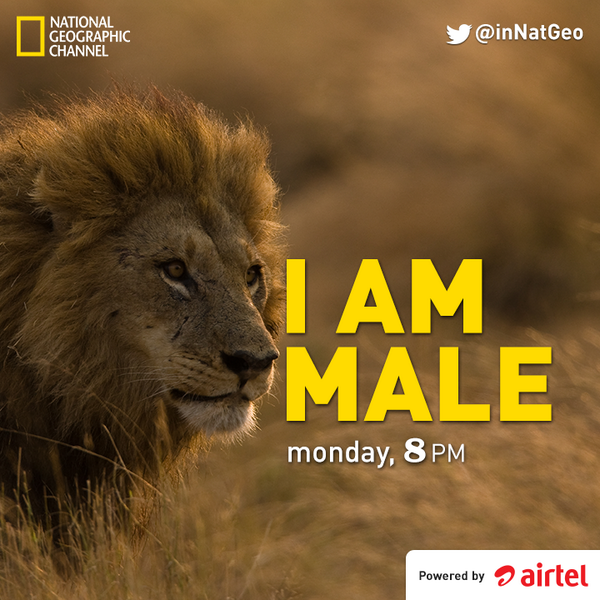 NatGeoIndia's tweet photo. Male lions that enter into adulthood must win hard battles to be King on #IAmMale. Monday, 8PM. http://t.co/8towDqhLhC