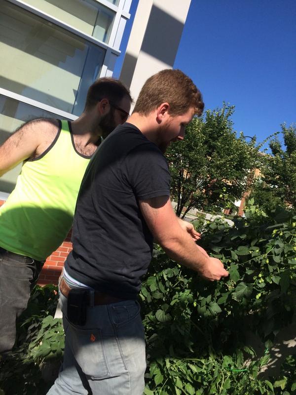 Happy to have <a href="/villagebrewery/">Village Brewery</a> over to pick hops for the next Village Gardener.