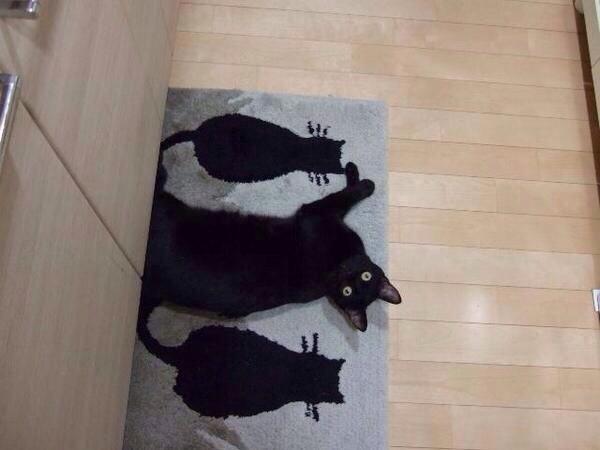 The Cult Cat tweet media