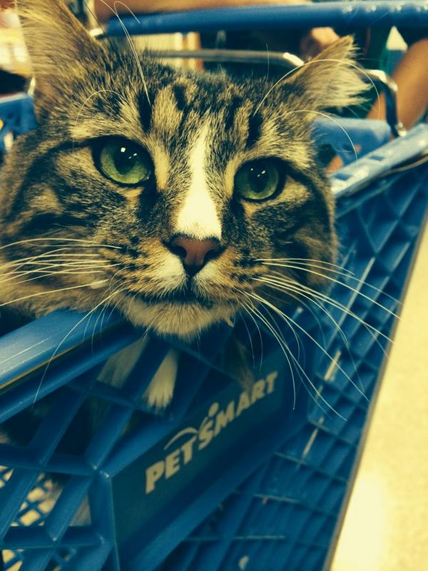 samanthaaa_nXO's tweet photo. When cats come in the store #winning #Store2522 http://t.co/BYcHQXT599