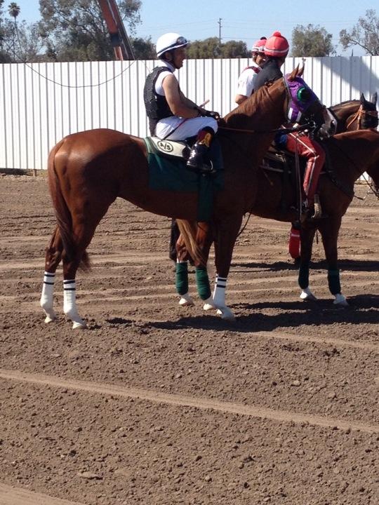BradFree1's tweet image. Ready to work. California Chrome Los Alamitos.