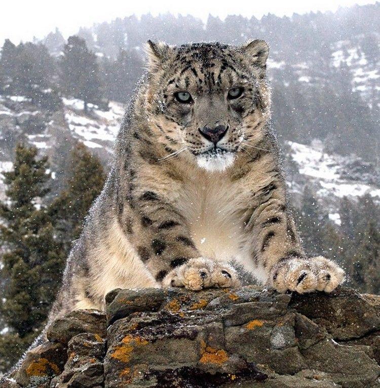 UnlimitedPhotography on Twitter: "Breathtaking Wildlife Photography By