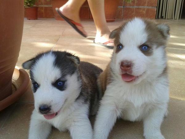 AndresMolero8's tweet photo. Ahí van las fotos de los Huskys qe vendo,solo me quedan 3 marrones y blancos y uno negro y blanco.Tienen ojos azules. http://t.co/yMuoj4fajb