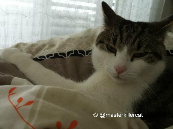 masterkillercat's tweet image. Happy good Sunday morning my #friends. Master feels a little better today. #hugs and #love to all! #cats #catlover
