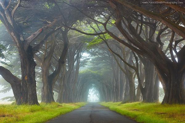 Myst... @ north of San Francisco by Patrick Smith #Path #California