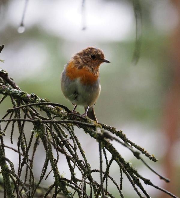 MaddMutt's tweet photo. Baby Robin this morning waiting patiently to steal some of the horses food!!! #signofwinter!! :-) http://t.co/Y7Om7YK7Cn
