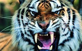 SARIHONZ's tweet photo. Tiger. http://t.co/LbdaGv8Lic